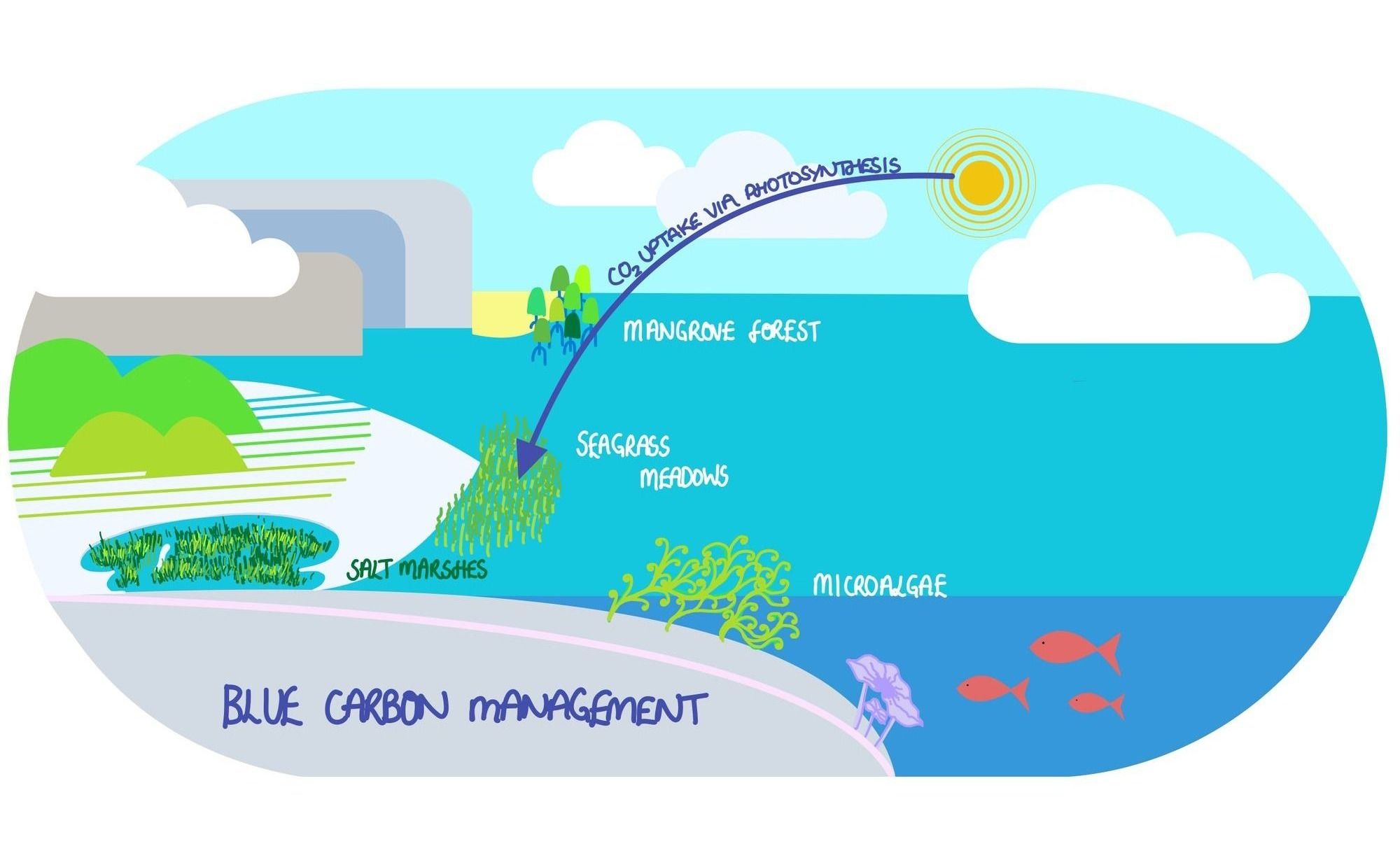 The Potential and Protection of Carbon-Capturing Ecosystems