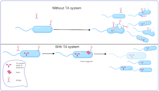 The Power of Toxin-Antitoxin Systems