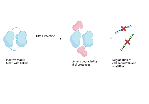 The Power of Toxin-Antitoxin Systems