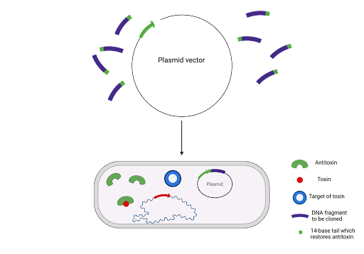 The Power of Toxin-Antitoxin Systems