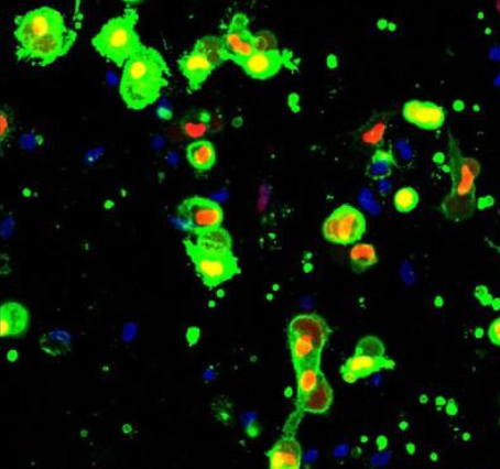 Could stopping cell death be the next revolution in medicine, ageing, and even space travel?