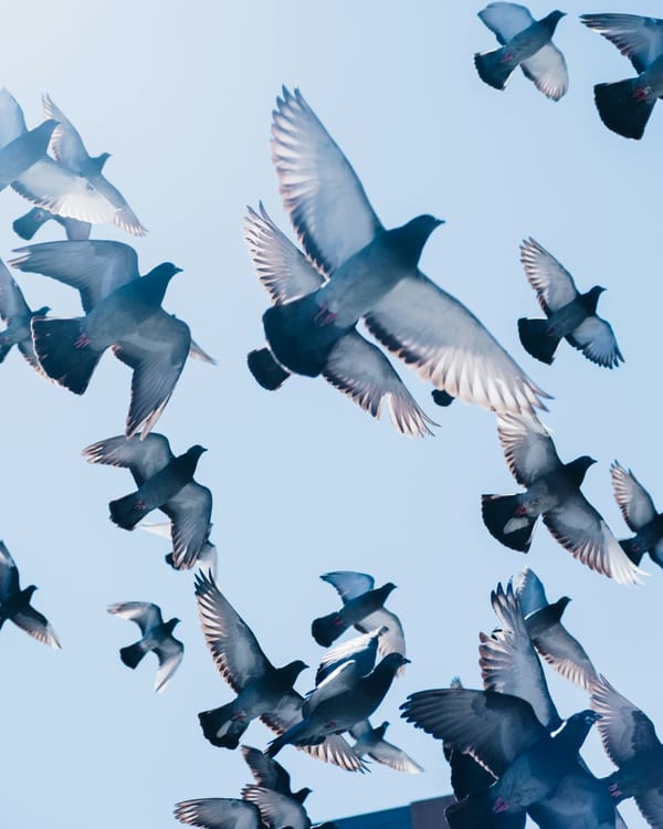 Pigeon Robots: The Neurology Behind Conspiracy Theories